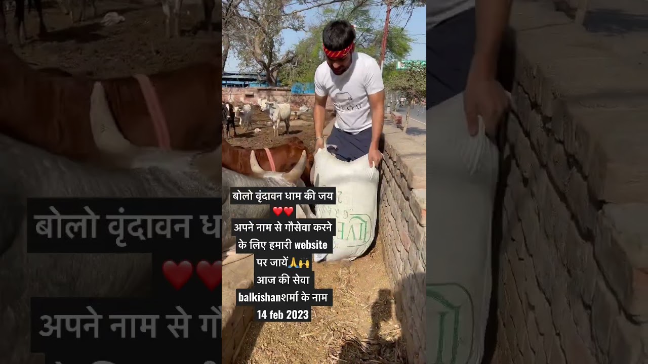 Live Gau Grass #gaumata #gauseva #gaushala #vrindavandham #radhekrishna #radheyshyam #radharani