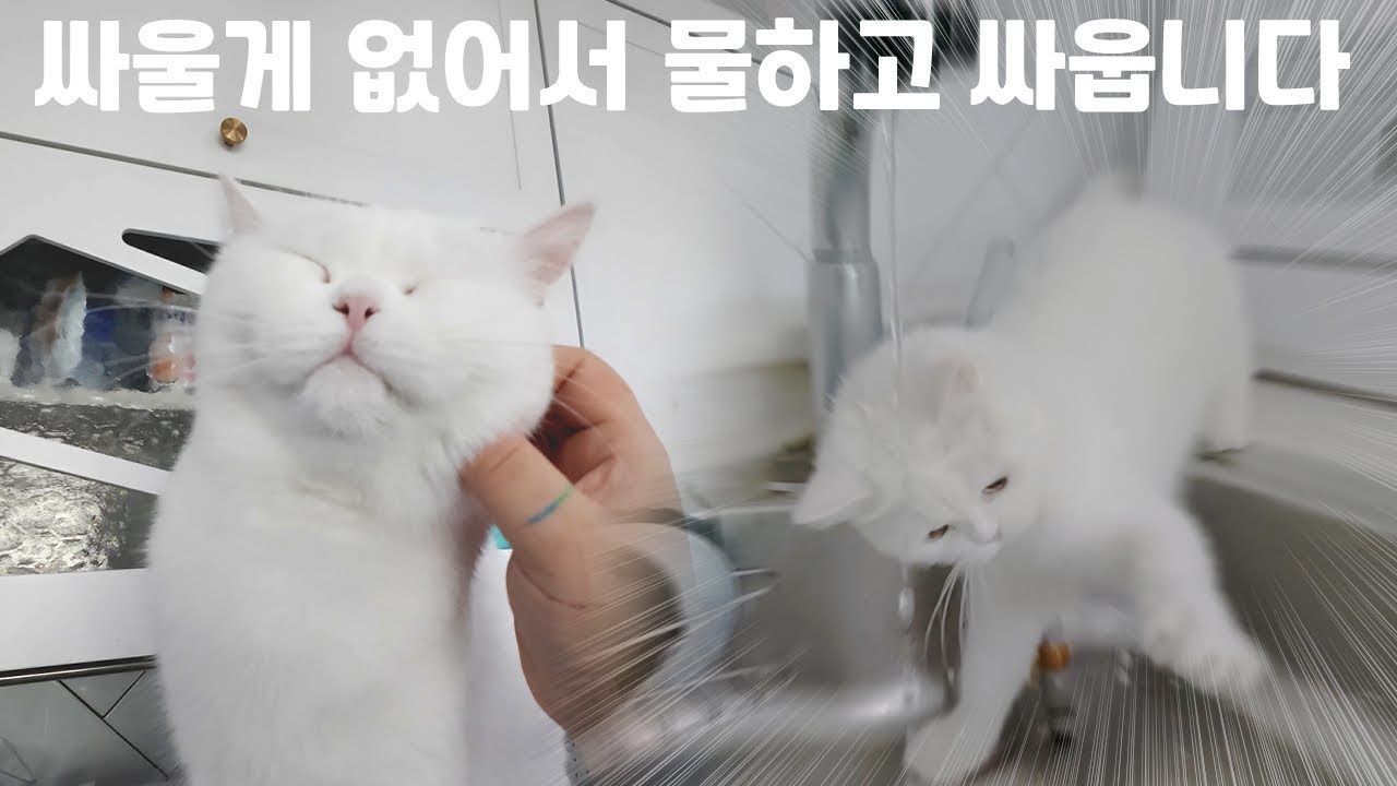 30마리 고양이들의 가족을 찾습니다💚