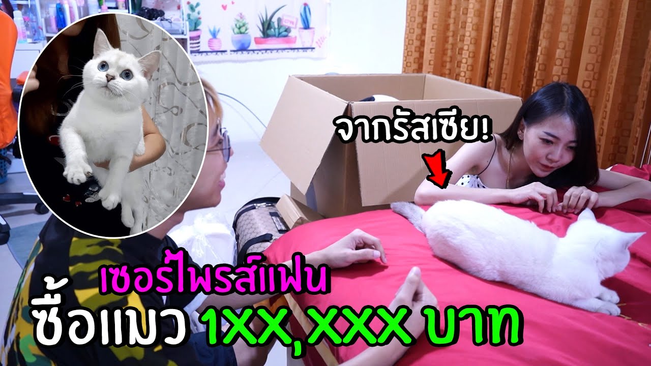 ซื้อแมวจากรัสเซีย 1xx,xxx แสนบาทเซอร์ไพรส์เมีย (ถึงกับช็อค!) ร้านเดียวกับพี่แป้ง zbing