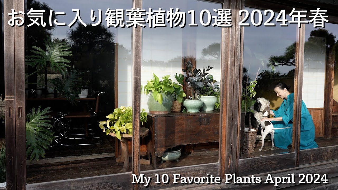 お気に入り観葉植物10選 2024年春 My 10 Favorite Plants April 2024