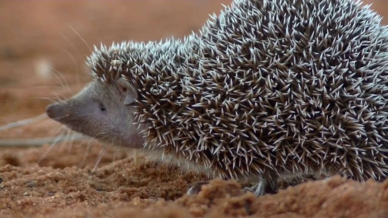 Madagascar's Spiny Forest