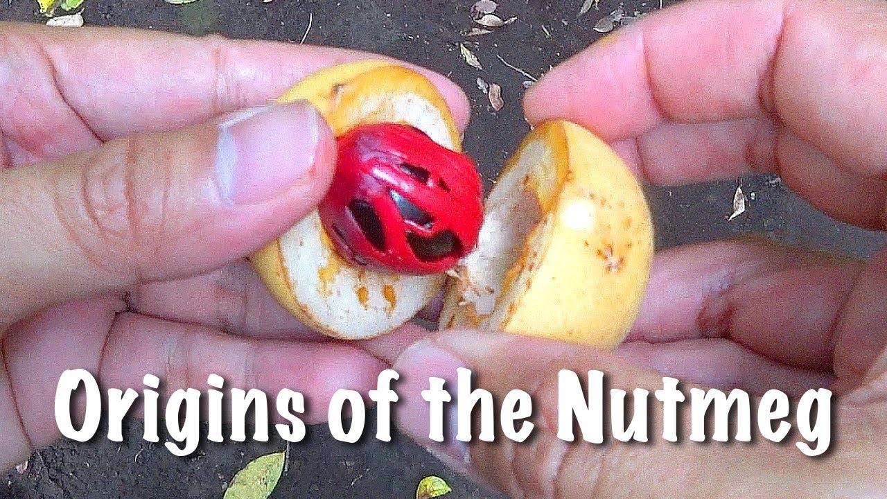 Origins of the Nutmeg  l  Sketching the Spice Islands