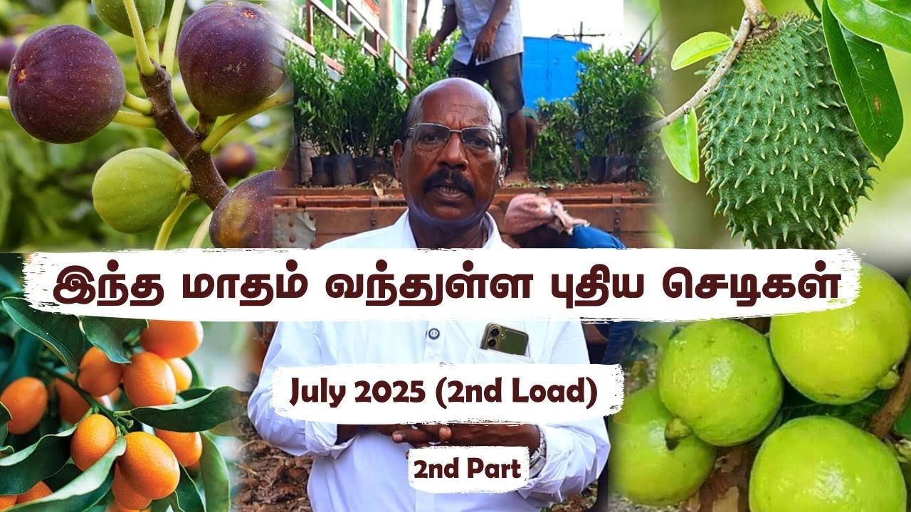 🌸 Garden Special! செண்பக பூ, Imam Pasand & Sweet Lemon Trees @GreenlandNursery 🌱July Load &ndash; Part 2