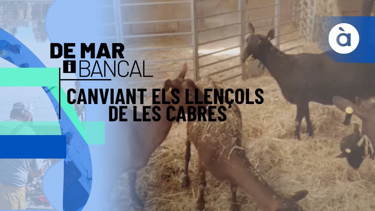 Canviant els llençols de les cabres de María, ramadera d’Elda - De mar i bancal