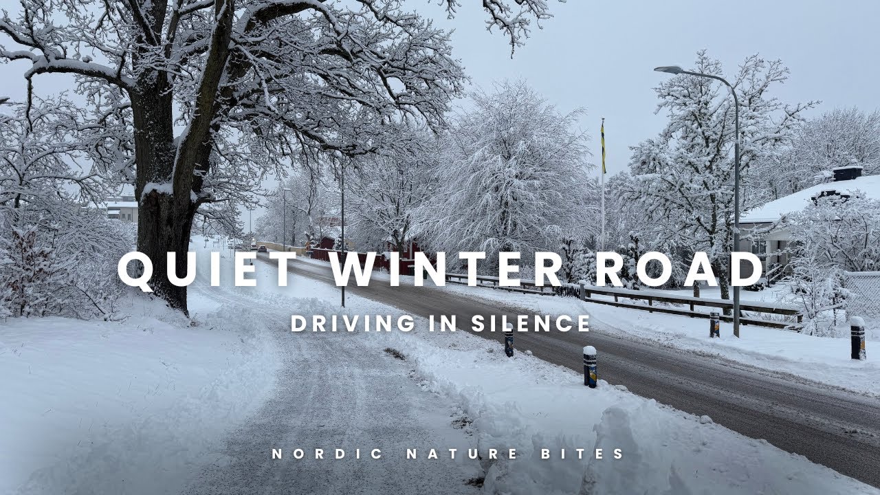 Quiet Winter Road in Sweden 🇸🇪❄️ | Nordic Calm @NordicNatureBites 