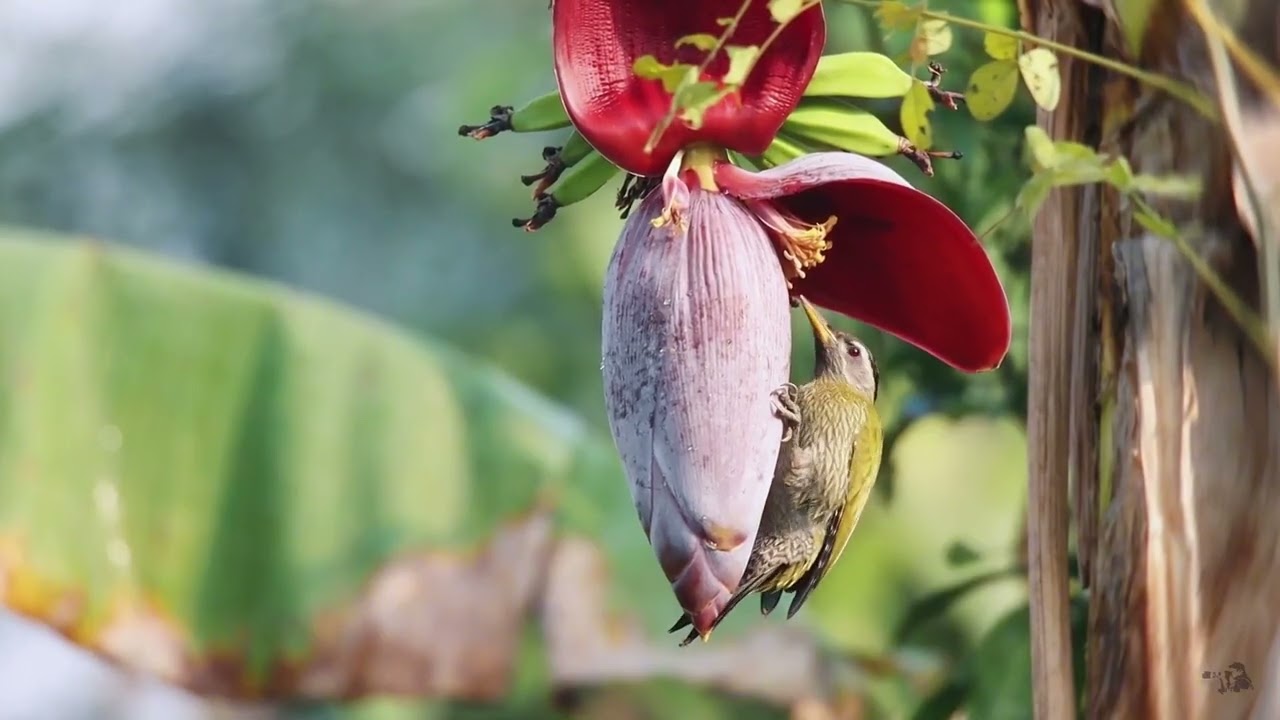 Streak throated Woodpecker