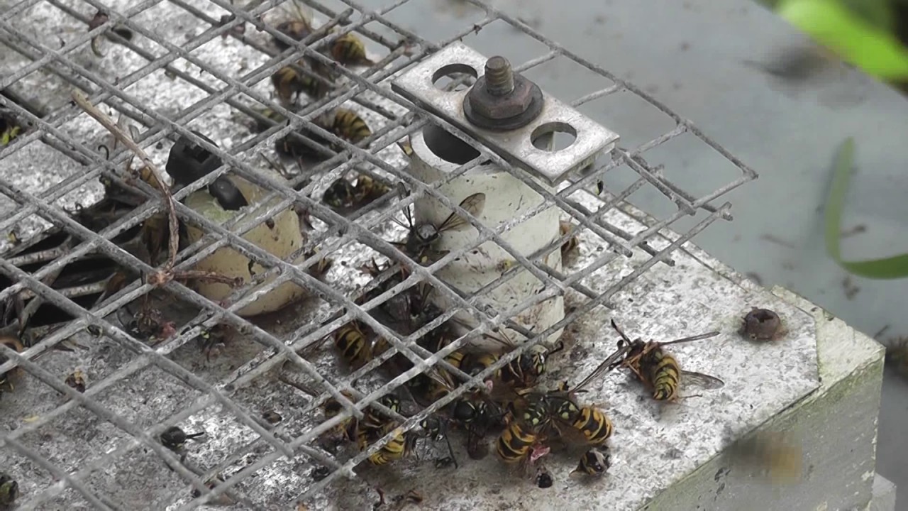 Thumped Wasps