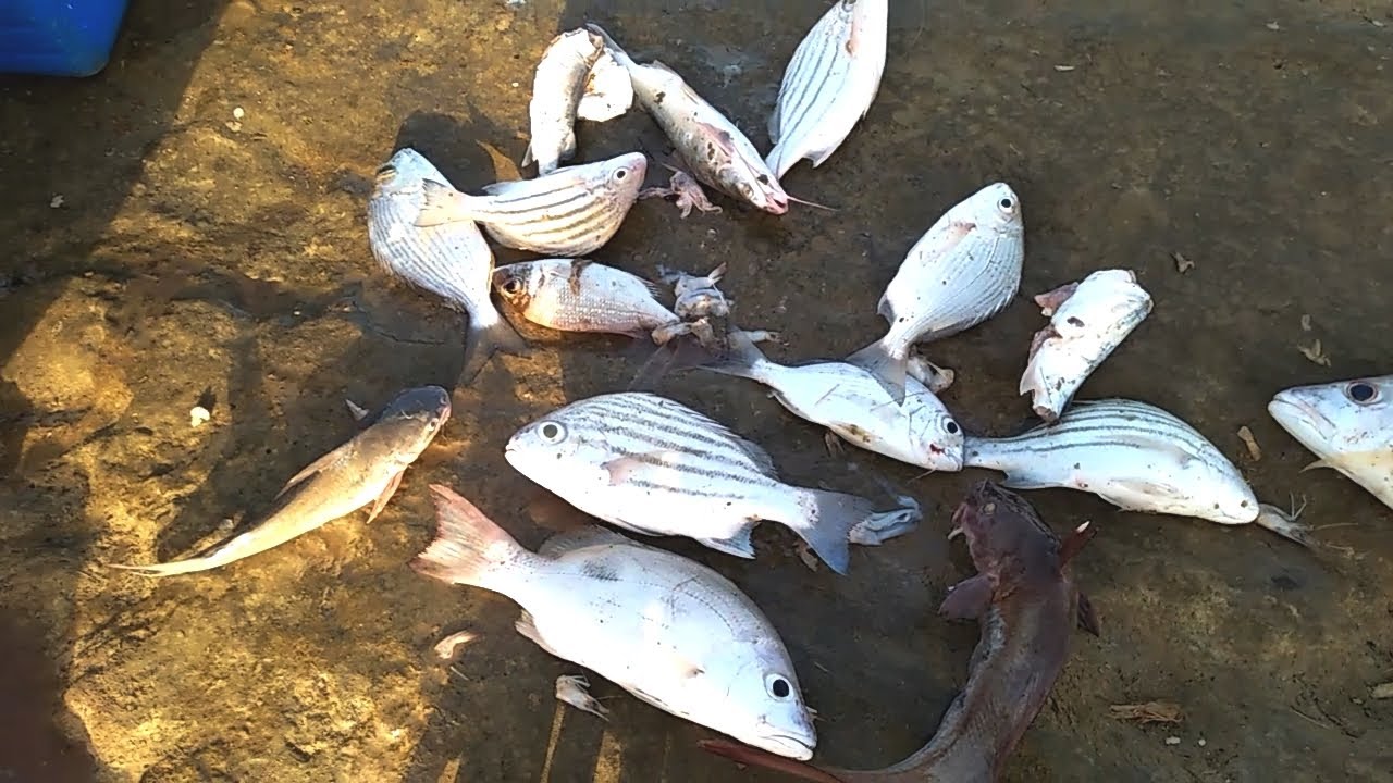 MANJHAR BEACH FISHING  ... 23 SEPTEMBER 2021
