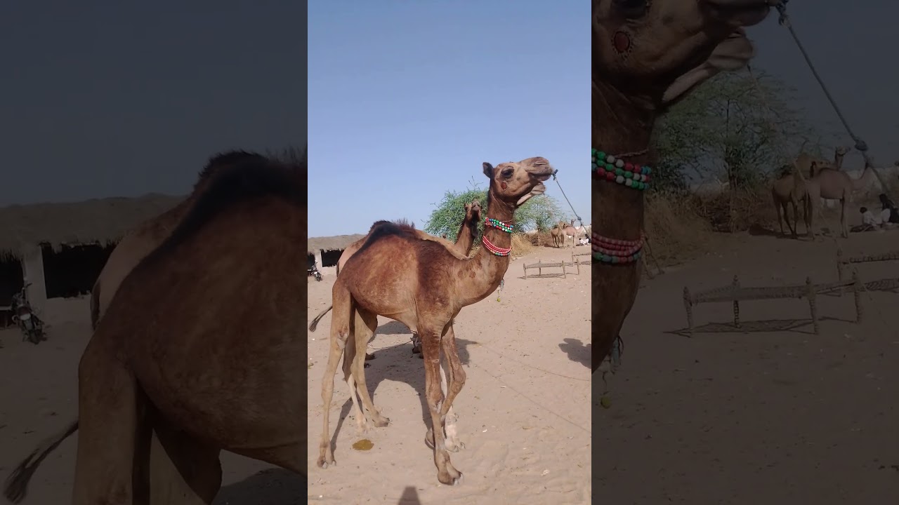 #camels #animals #goat #camel #viralvideo #mastitime #mastitime #animals #vlogarmy #funny #vlogsvide