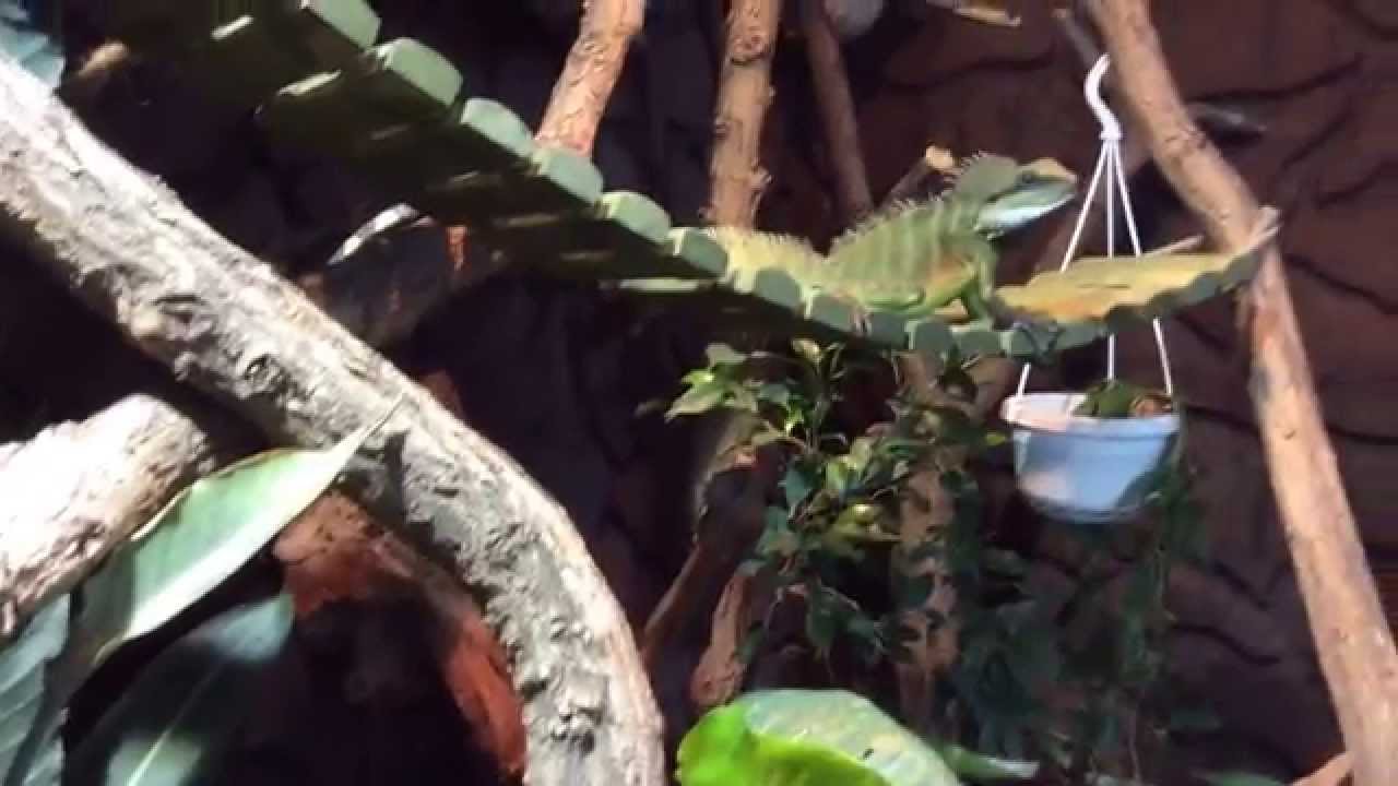 Wasseragamen :) und ihr wundersch&ouml;nes Terrarium :)
