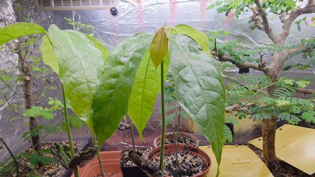 Какао-дерево спустя 25 дней