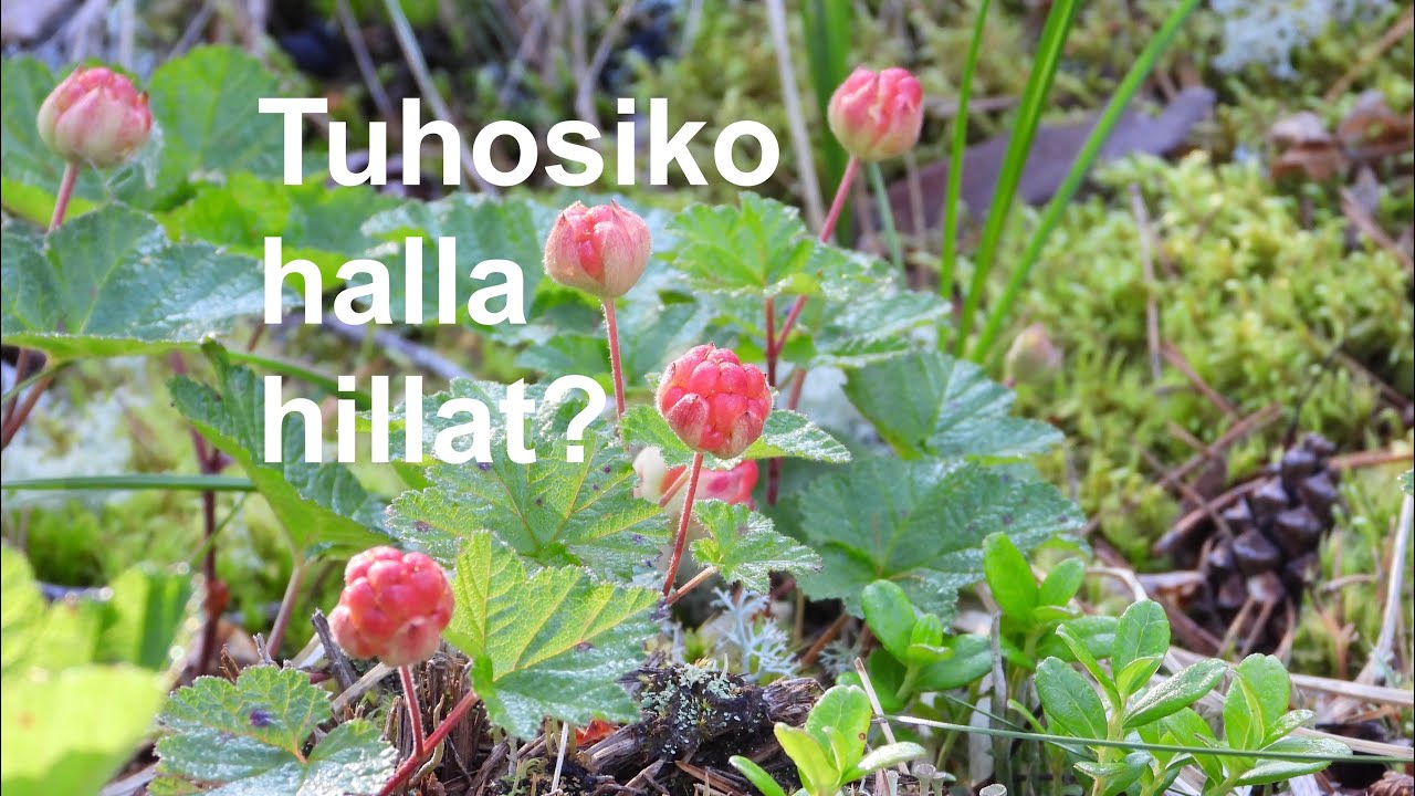 Tuhosiko halla hillat? Vai vuosisadan hillakesäkö tulossa?