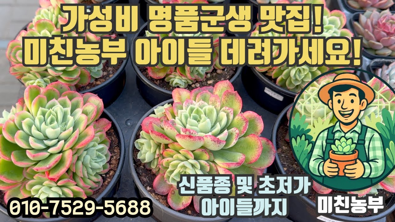 가성비 명품 다육 데려가 절호의 찬스!! 오늘 명품 라인업 공개합니다!!