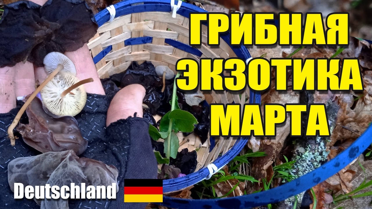 Экзотические весенние грибы Германии. Съедобная грибная экзотика