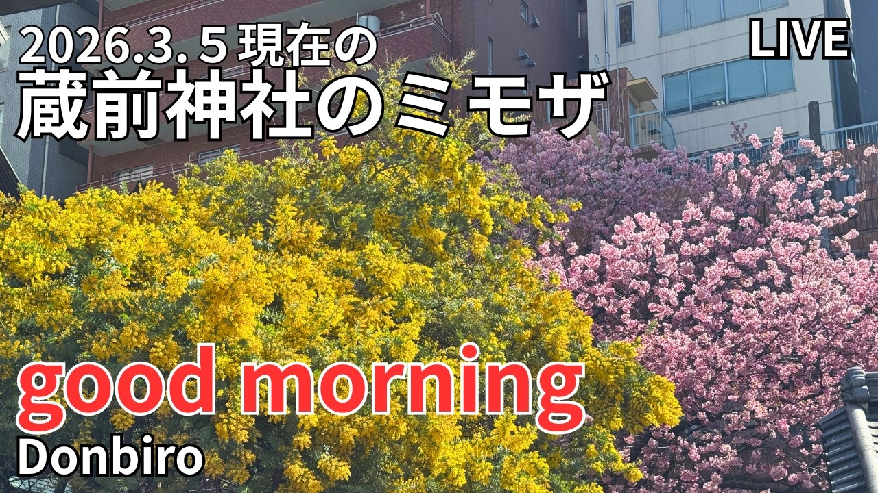 [出勤ライブ]浅草から蔵前神社まで歩く✨2026.3.5