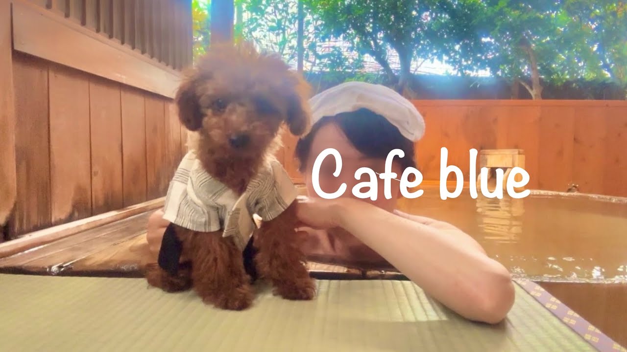 【50代】愛犬と泊まれる宿・熱海温泉へ/Dogs and hot springs