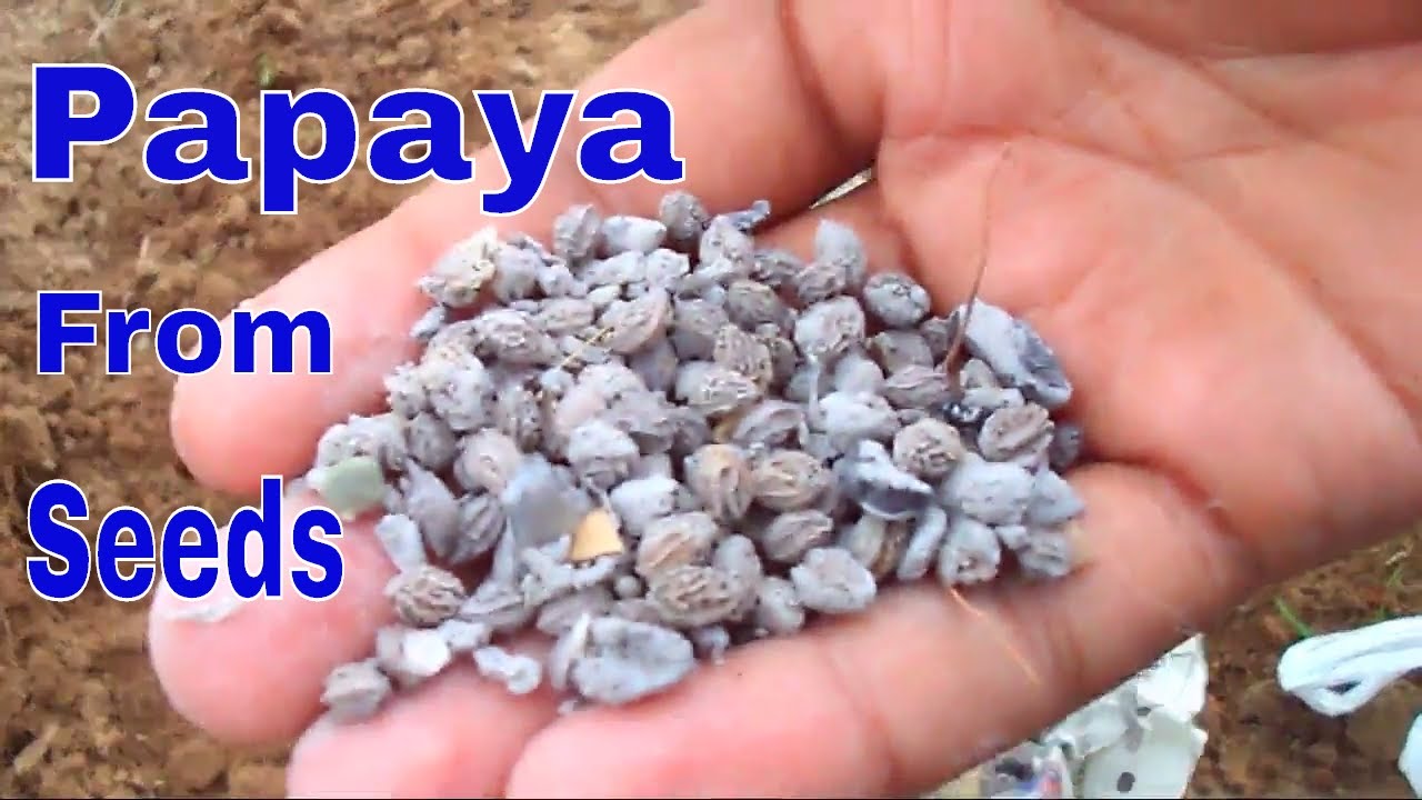 पपीता को बीज से कैसे उगाये /How to Grow Papaya From Seeds -16 Aug 2017/Mammal Bonsai