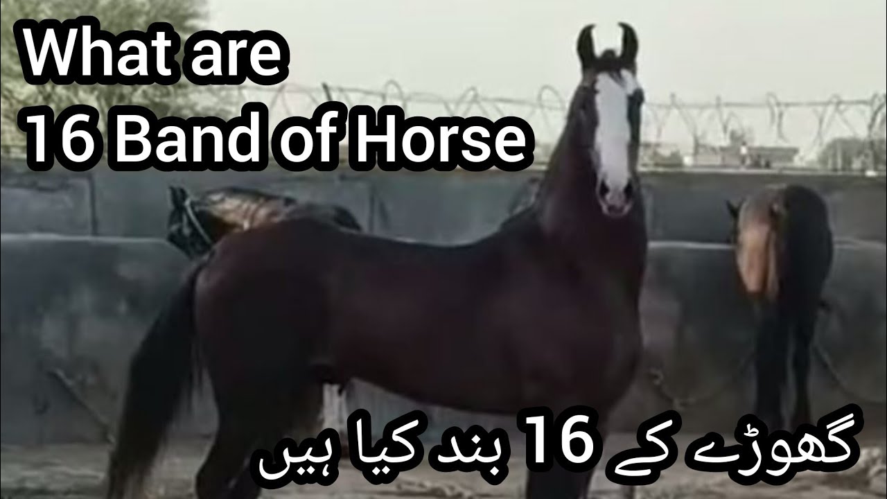 16 Band of Horse | Ghory k 16 Band | گھوڑے کی16 بند