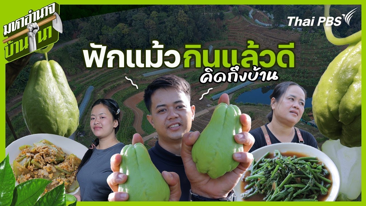 ฟักแม้ว กินแล้วดีคิดถึงบ้าน | มหาอำนาจบ้านนา