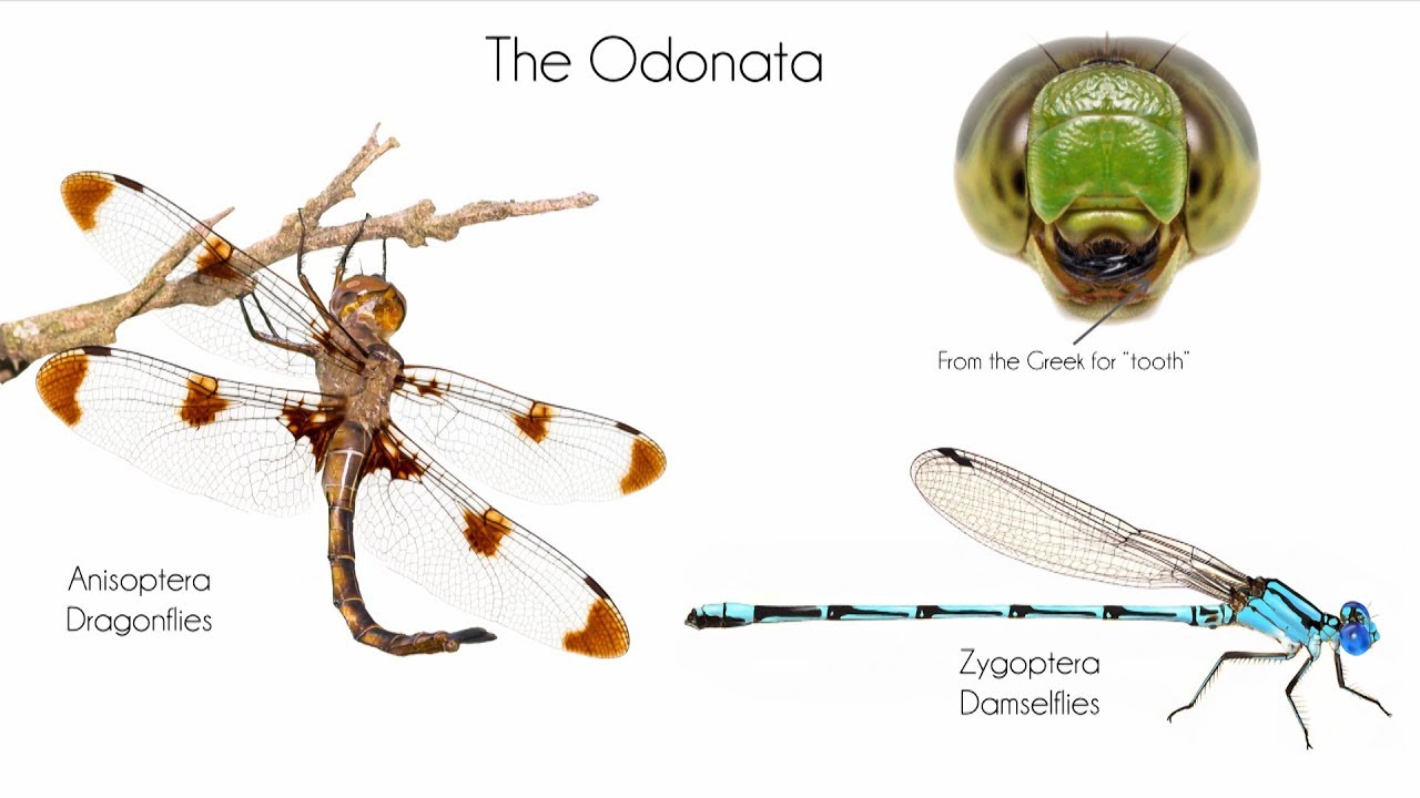 The Secret Lives of Dragonflies - Bugfest 2017