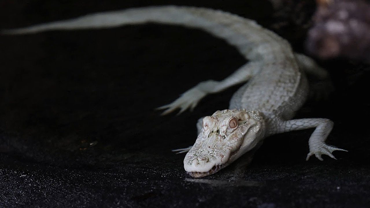 Rare Albino Alligators Arrive at Georgia Aquarium