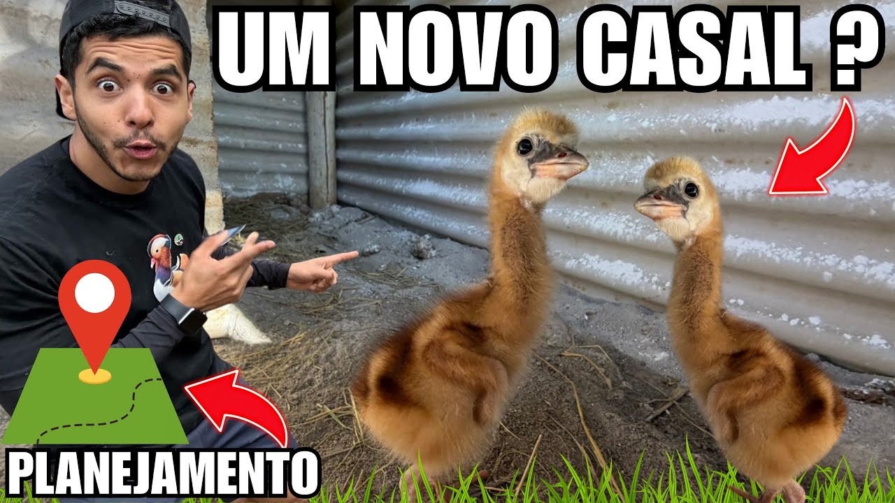 Resultado sexagem filhote de Grou Coroado | Planejamento para novo sítio | Calopsitas | Aves Recriar