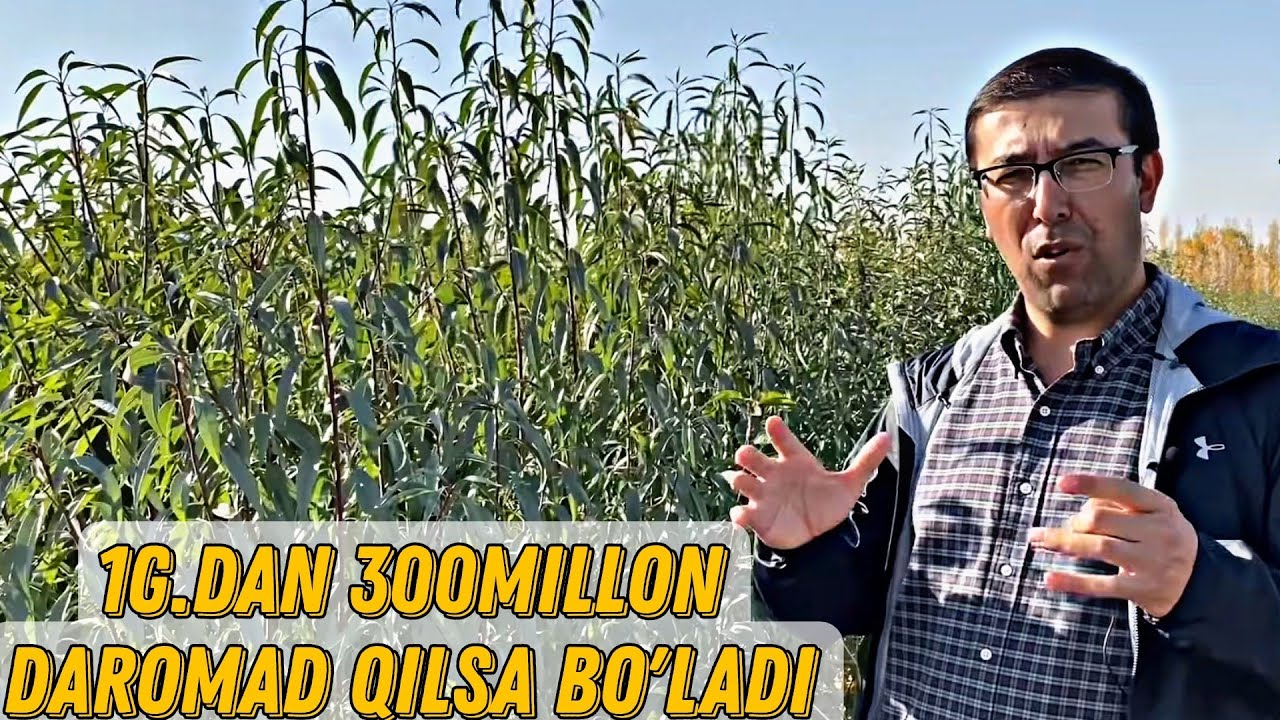 1G.ДАН 300МИЛЛОН ДАРОМАД ҚИЛСА БЎЛАДИ