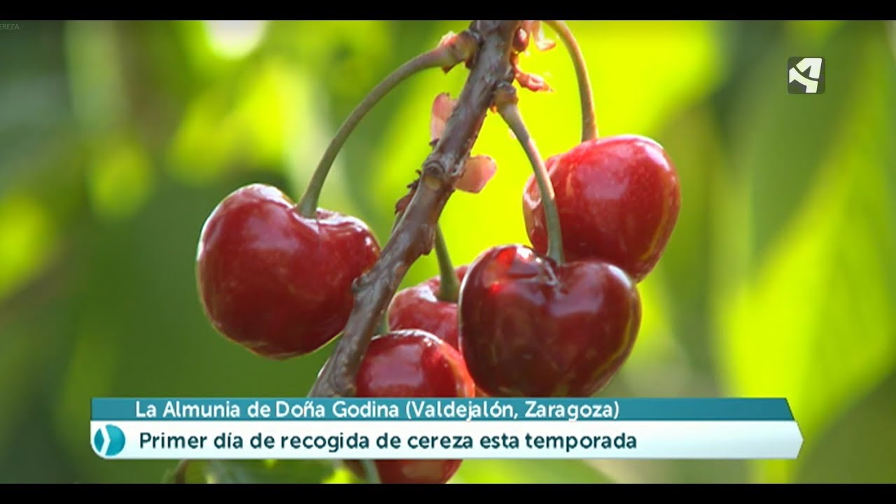 Las primeras cerezas en La Almunia