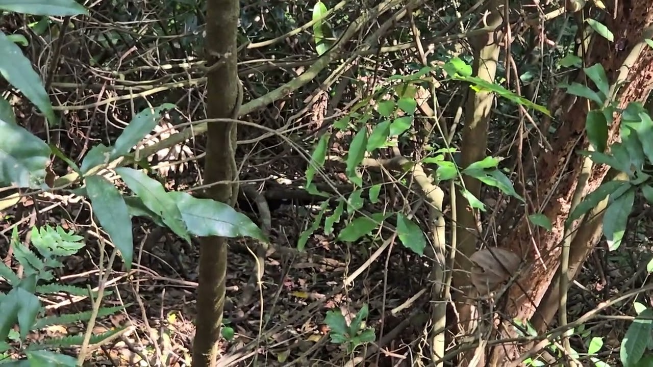 115頭嵙山藍腹鷳2
