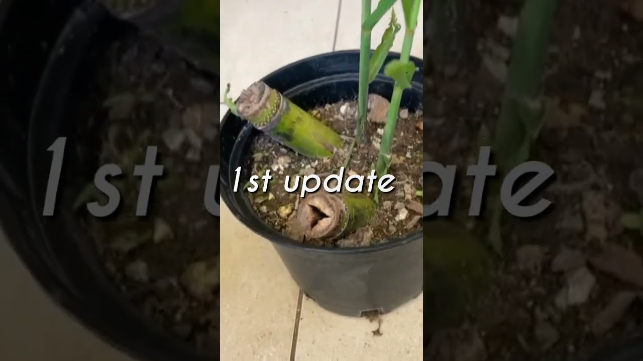 How to Grow Sugarcane #shorts #sugarcane