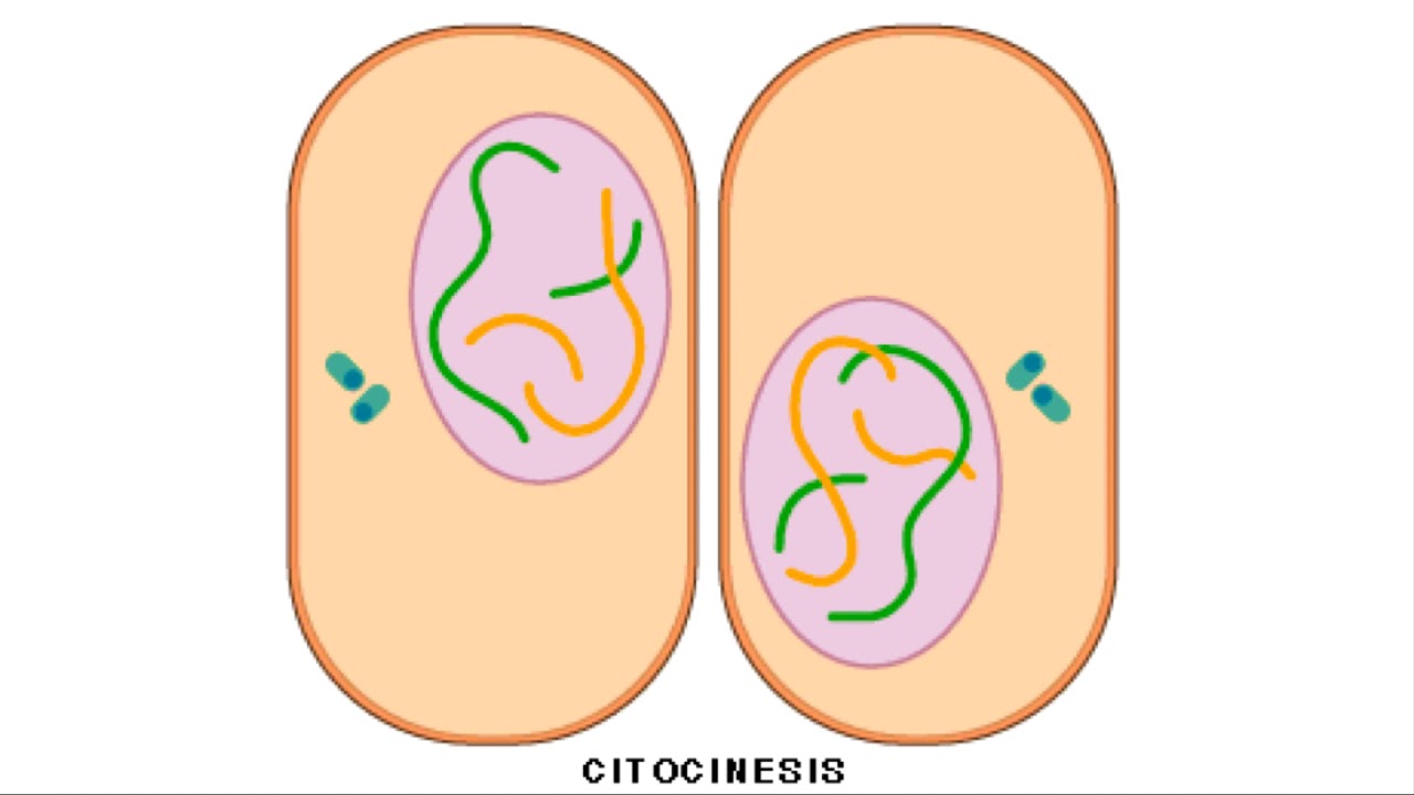 Mitosis y meiosis - 4eso