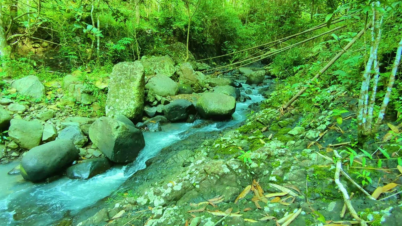 Serene Forest River – Gentle Nature Sounds for Relaxation
