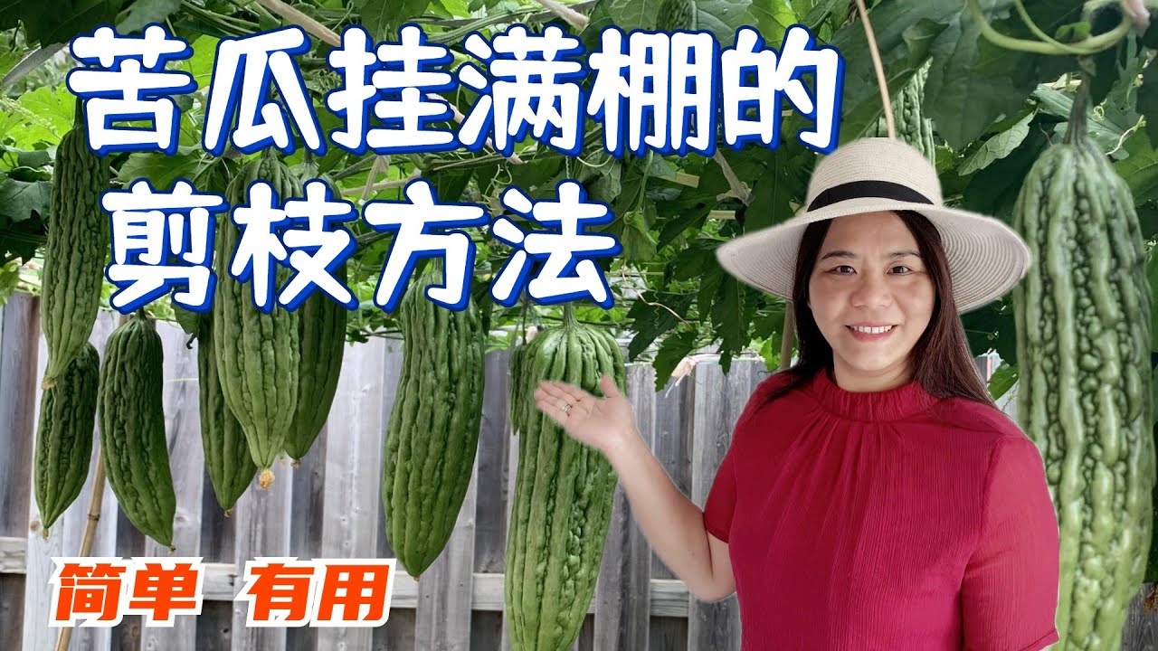 苦瓜挂满棚的剪枝方法  一棵可以长出几十个