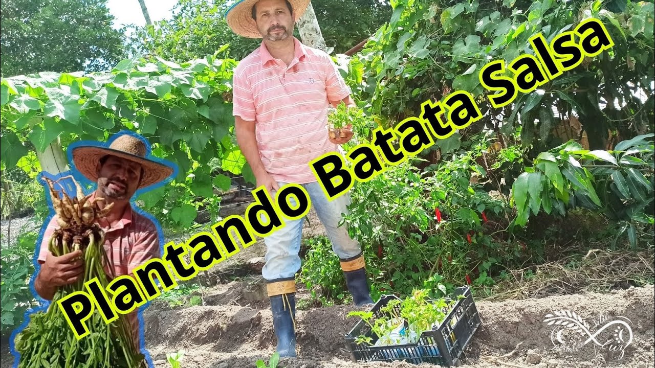 Batata Salsa Plantação = Vídeo (02)