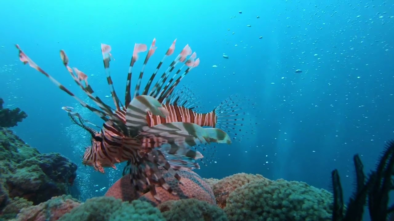 Diving Osprey Reef in The Coral Sea, Cod Hole & Ribbon Reefs on The Great Barrier Reef