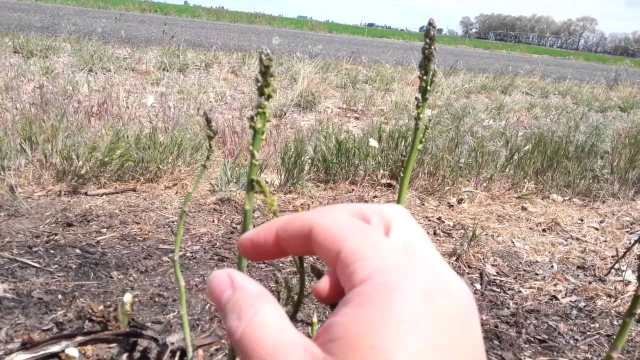 When to Stop Harvesting Asparagus
