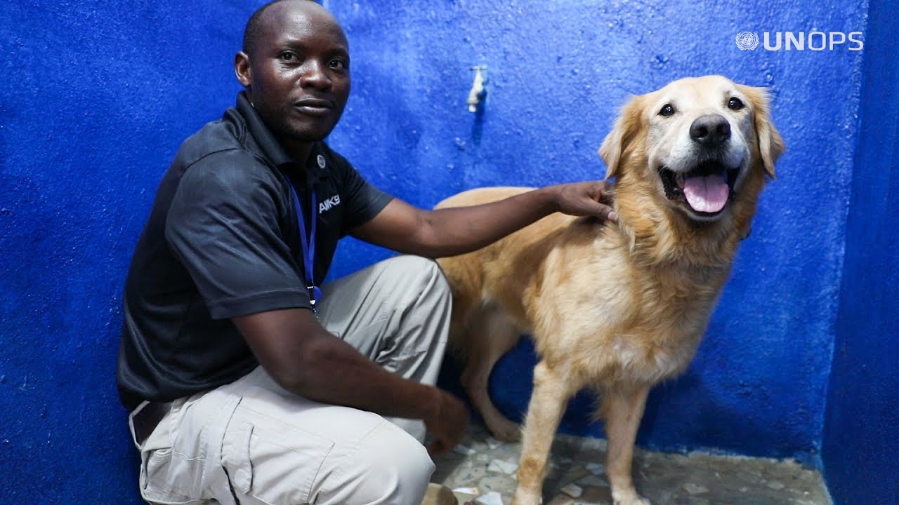 Working with explosive detection dogs: Walyuba's story