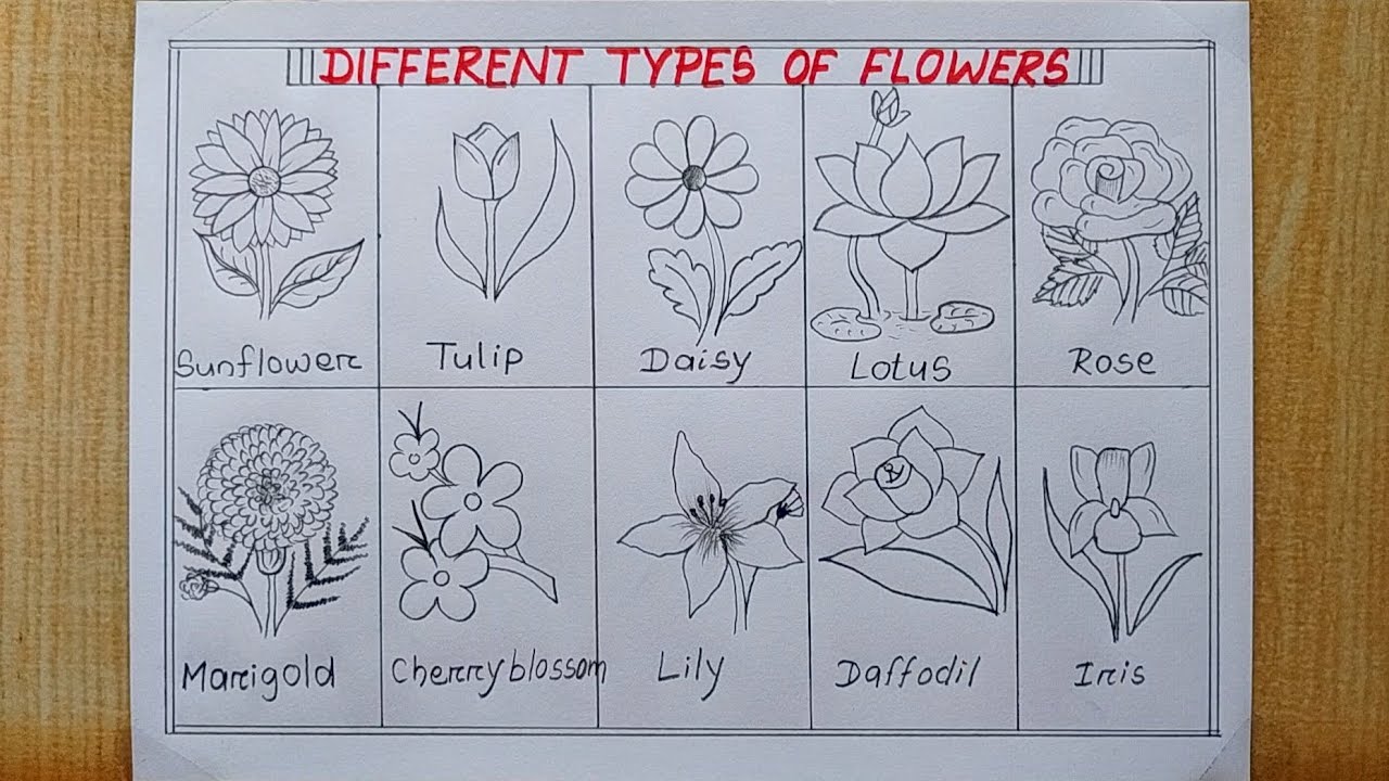 Different types of Flowers drawing easy| How to draw 10 different types Flower| Flower Chart drawing