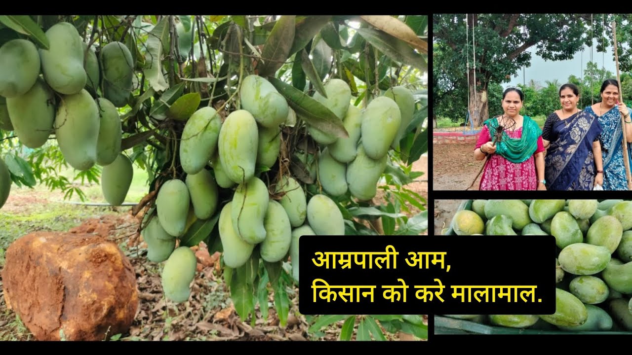 AMRAPALI MANGO FARMING || आम्रपाली आम की खेती ||