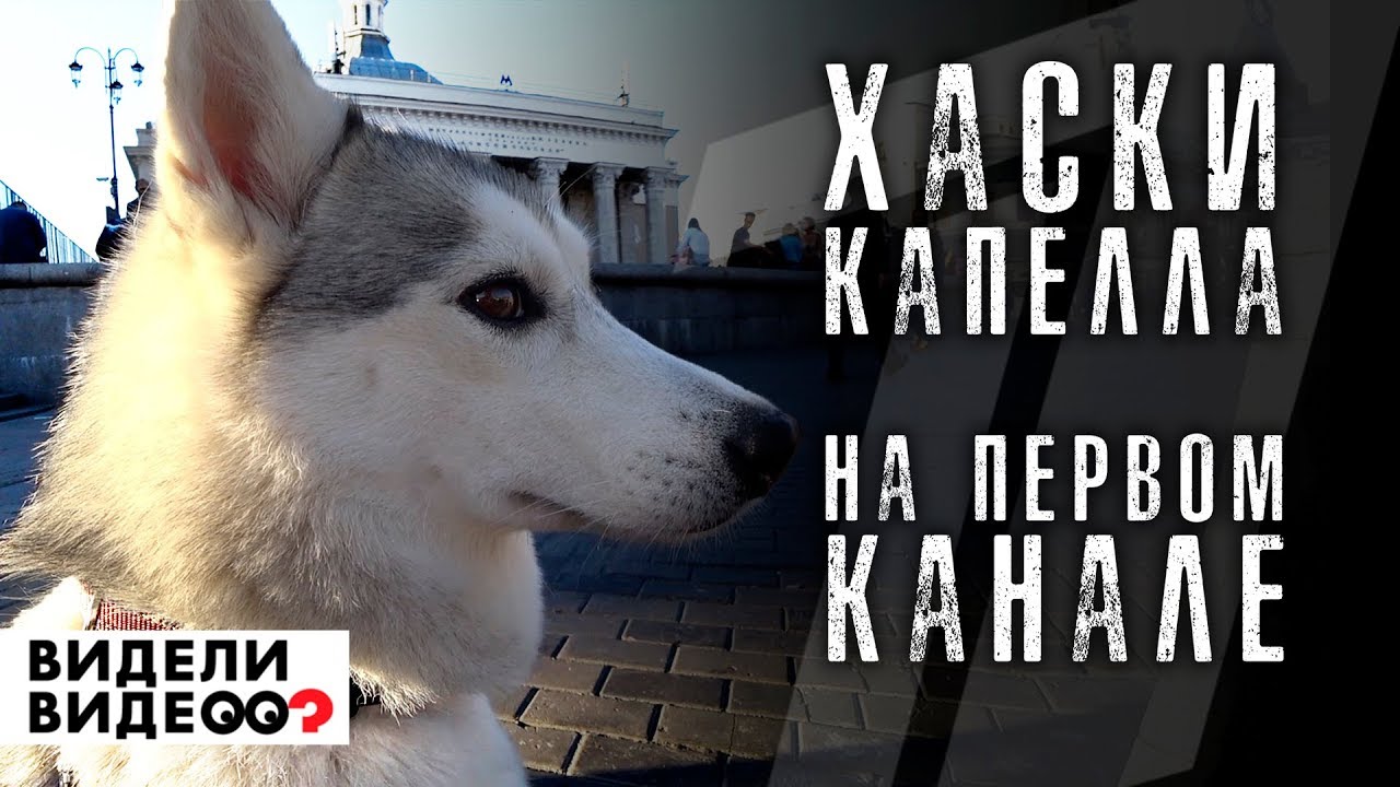 Хаски Капелла НА ПЕРВОМ КАНАЛЕ, в программе видели видео