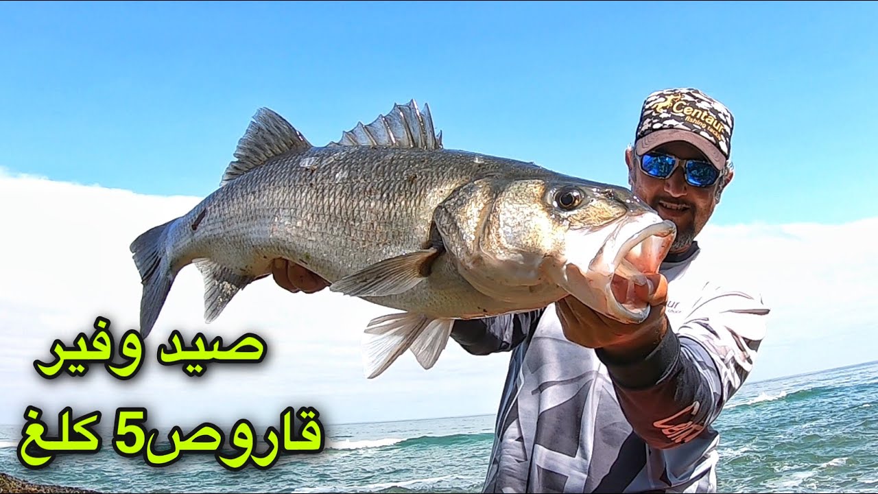 متعة صيد سمك الدرعي(القاروص) بالسبينينغ فراجة لاتتكرر كل يوم مباشرة من اخطر اماكن الصيد بالمغرب