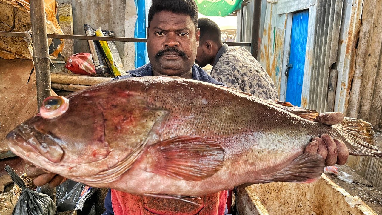 KASIMEDU 🔥 SPEED SELVAM | BIG SIZE GROUPER FISH CUTTING VIDEO | 4K VIDEO | KM FISH CUTTING 
