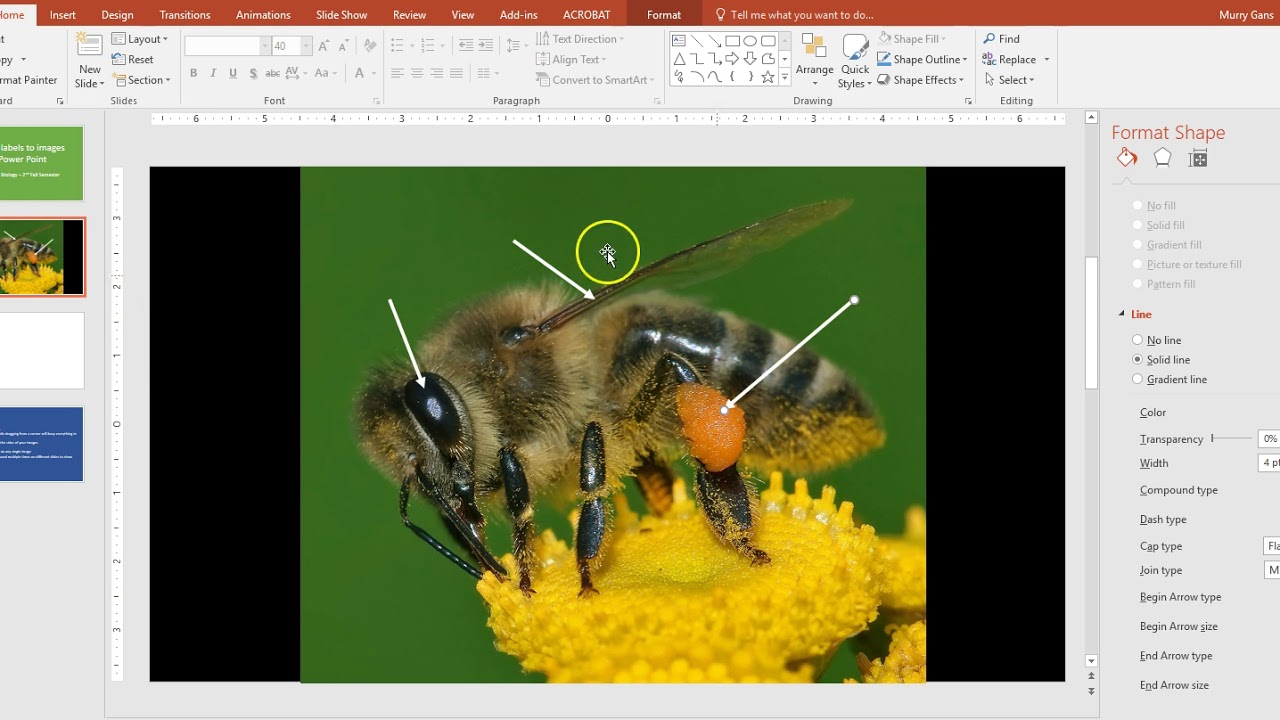 Labeling Images on Power Point for Honors Biology