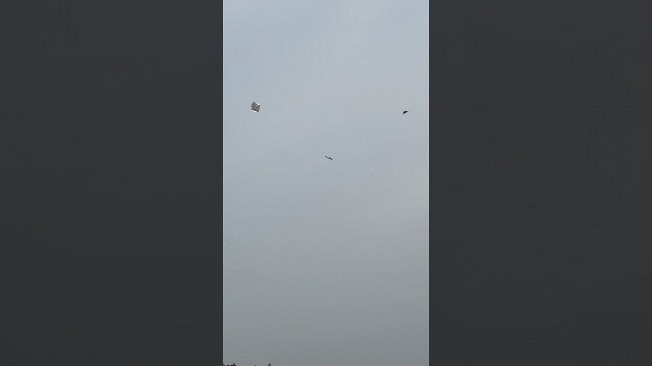 OMG * Kite Looting On Roof | Other Kites Club Balo ki Patang Loot Li | Kite Catch | Kite
