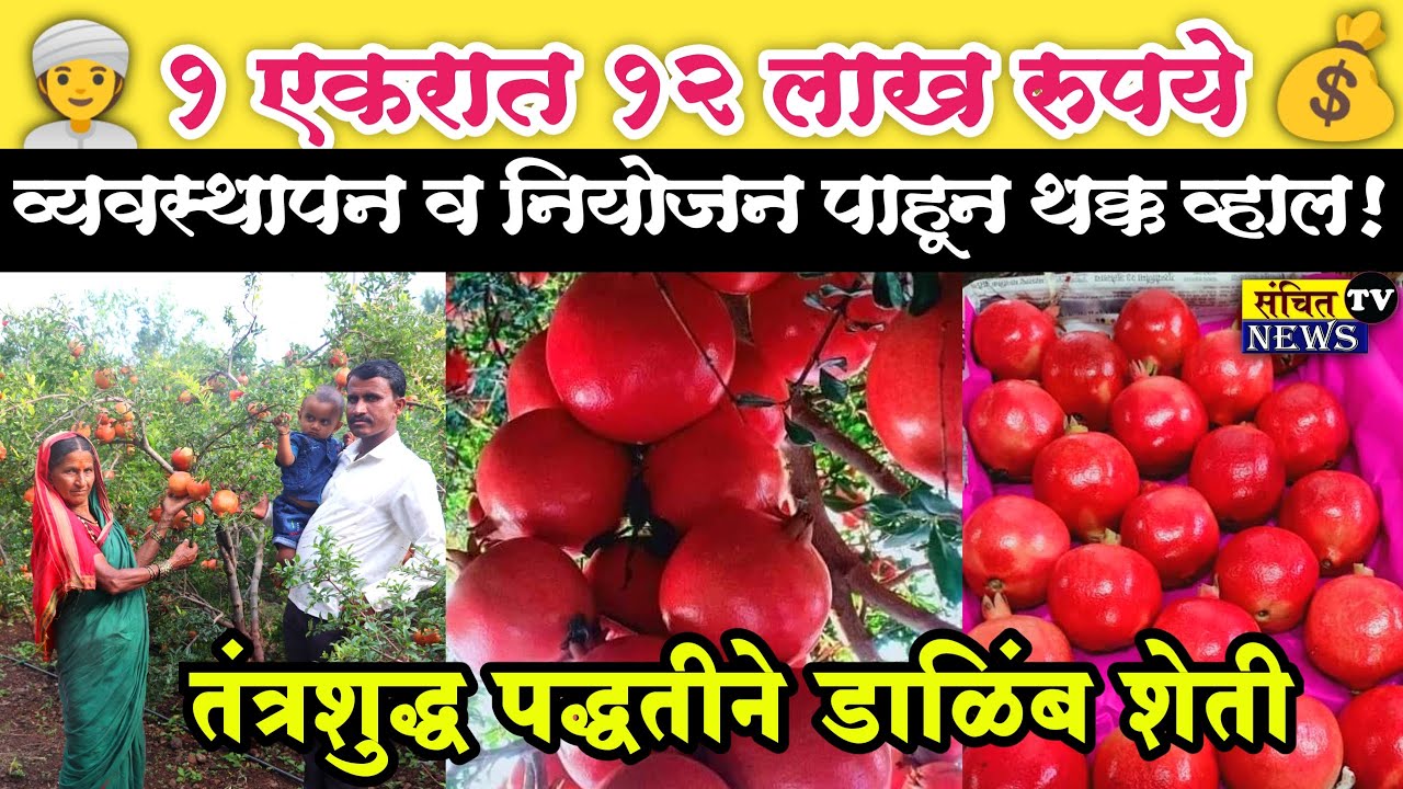 अखेर डाळिंब शेती यशस्वी करूनच दाखविले |pemogranate farming | डाळिंब बाग | Anar farming |Dalimb sheti