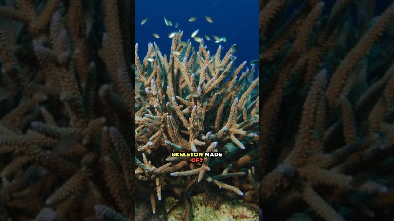 Exoskeleton of Corals | NEET 2025 Biology Practice🔥| Animal Kingdom Part- 102