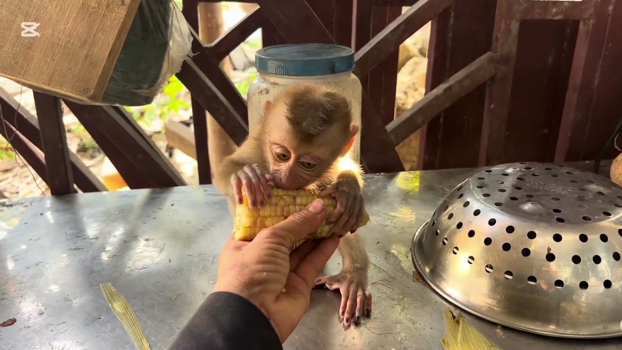 Today Mary is hungry because Mommy was busy #animals #monkey