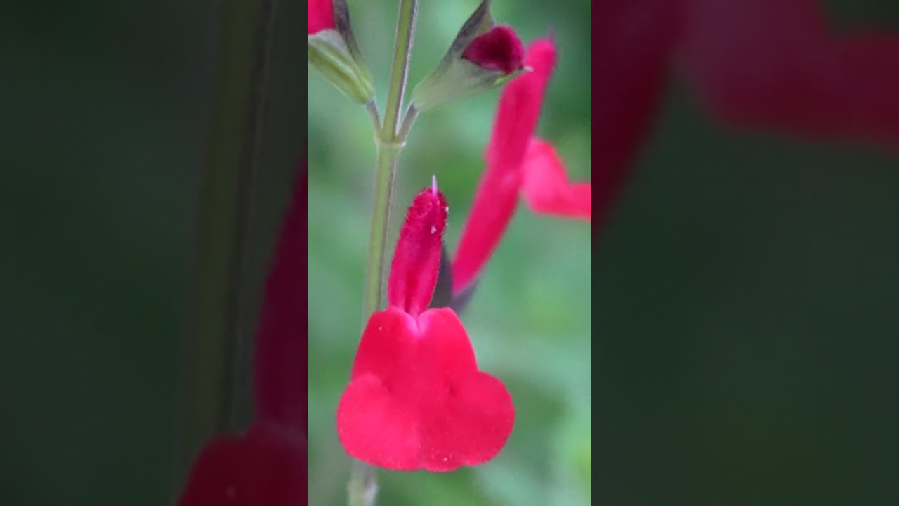 Salvia roja bajo la lluvia #argentina #jardindeflores #nature #humancontent #salvia