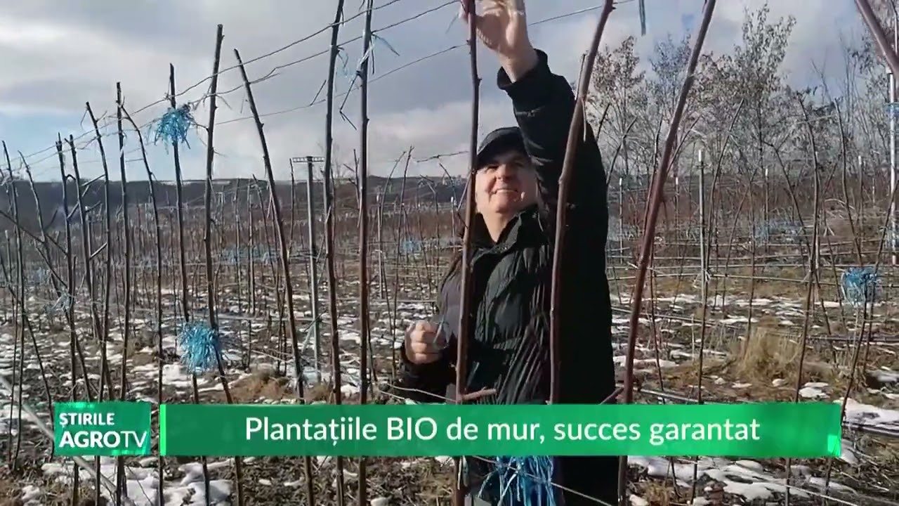 Plantatiile BIO de mur, succes garantat 20 02 2023