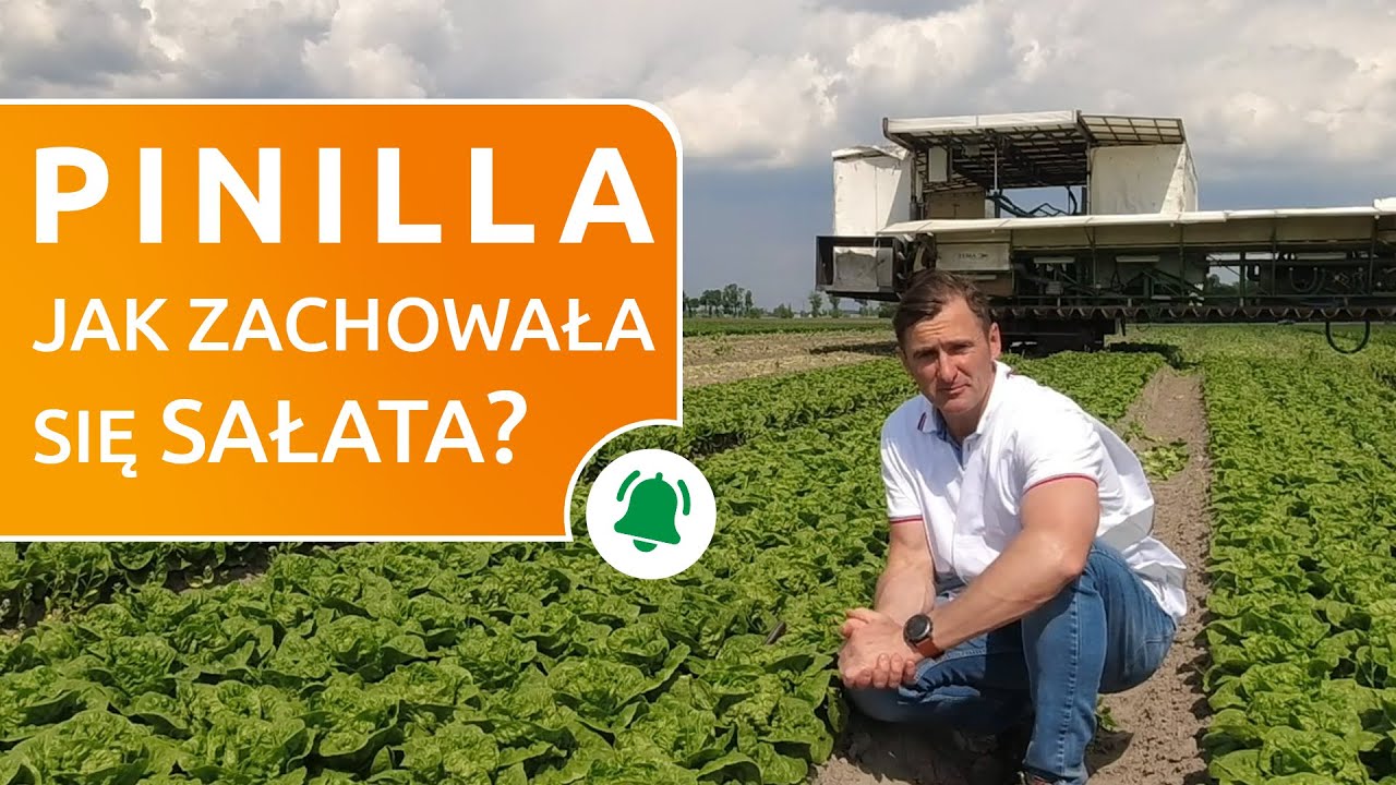 Jak zachowała się sałata rzymska Pinilla?